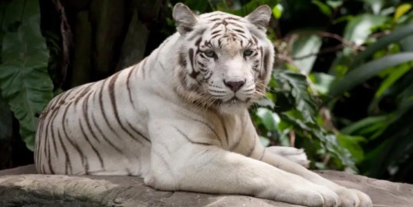 世界十大白色动物排名（肤色白的动物有哪些）